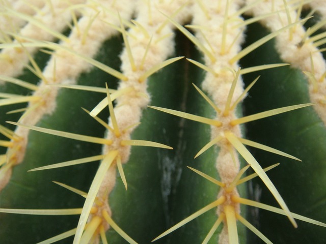 hqSF0