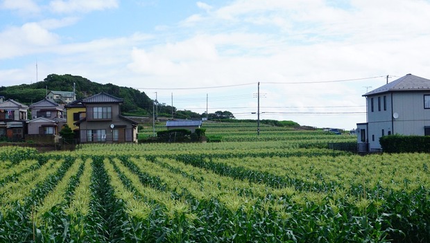 ntt99S0