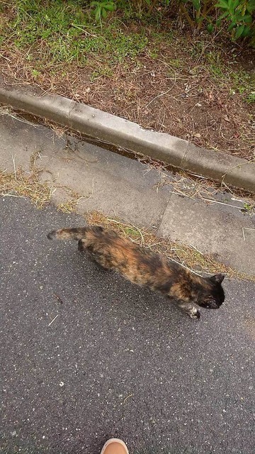 qSuT64A