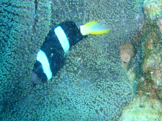 org2836656