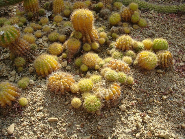 aGHaa