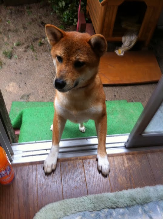 柴犬の可愛さは異常 存在自体が反則 かるかんタイムズ 柴犬の可愛さは異常 存在自体が反則 かるかんタイムズ