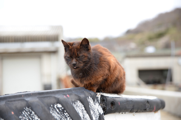 my98089SNCYtXvj-8orkZss