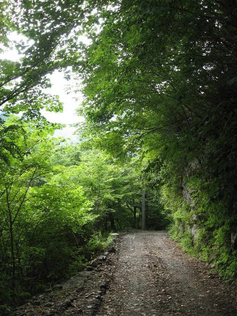 vljiko081560