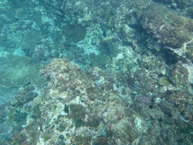 org2890595