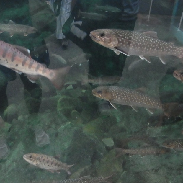 CbN7A
