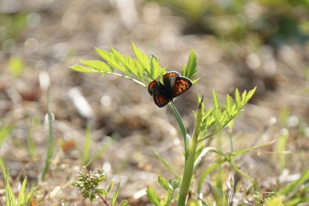 e0707215m4