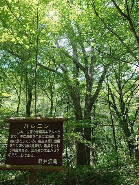 bicnCl7