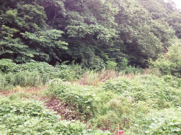 SS4hcUX