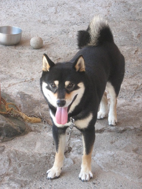vljiko081534