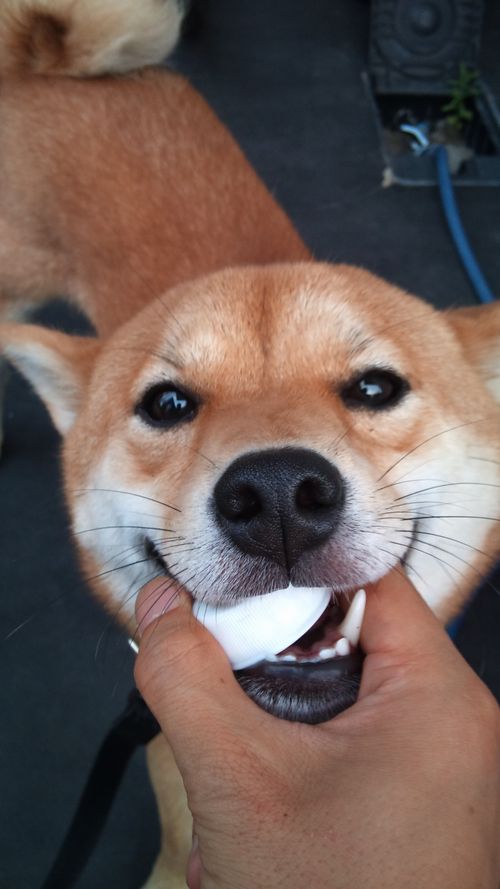 柴犬の可愛さは異常 存在自体が反則 かるかんタイムズ 柴犬の可愛さは異常 存在自体が反則 かるかんタイムズ