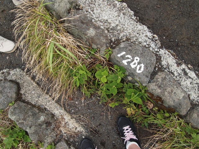 org3409826