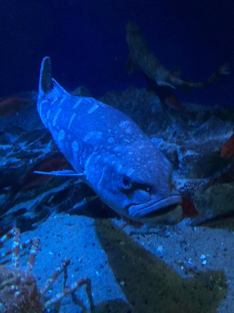 D9dQFOx