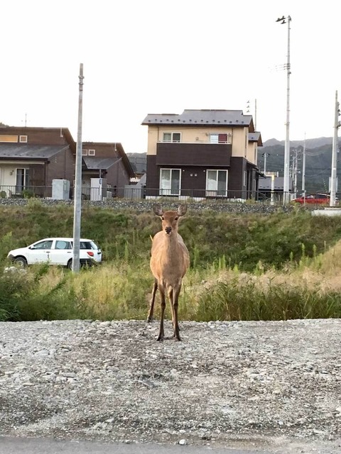 vLZO0kY