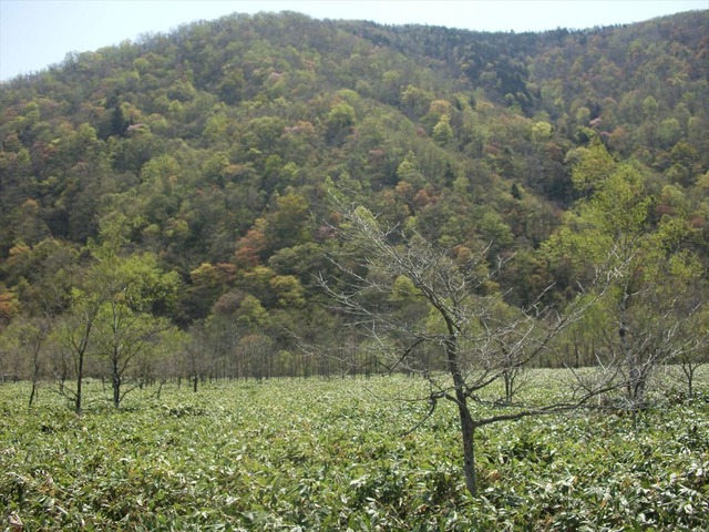 org3481431