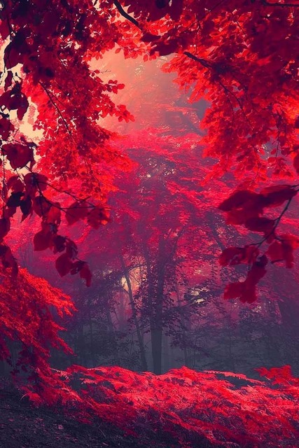 R0XOrq4