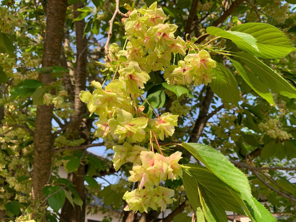 御衣黄桜 開花情報 19 5 12 ウチの和尚さん 御衣黄桜 開花情報 19 5 12 ウチの和尚さん