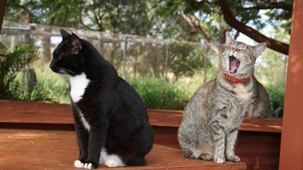 cat-sanctuary-hawaii-2-super-169