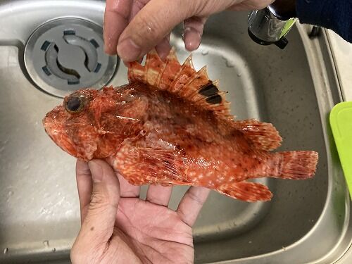 味の違い Mebaring 味の違い Mebaring