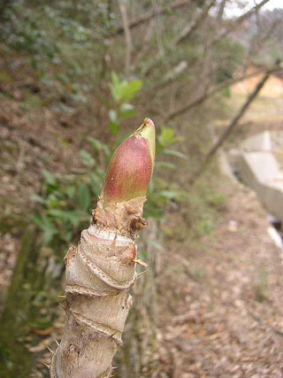 はる〜