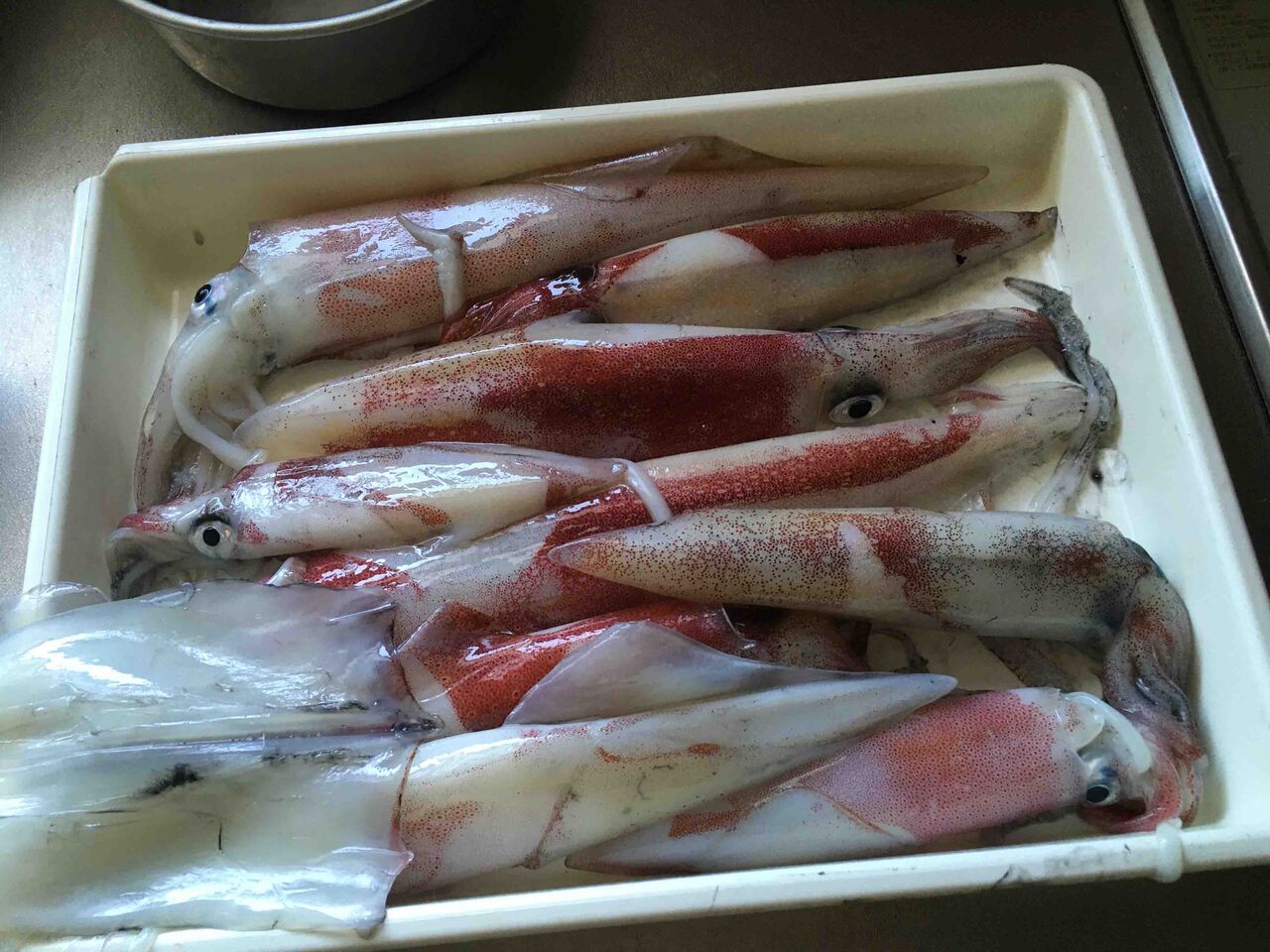 年6月22日人生初めての白イカ 剣先イカ 釣りに行く 犬と海