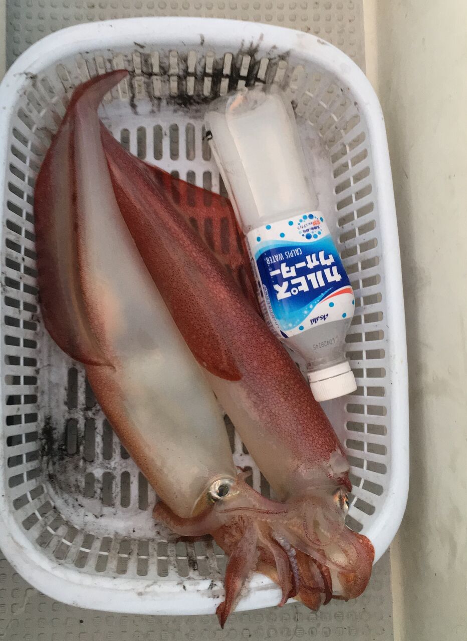 年6月22日人生初めての白イカ 剣先イカ 釣りに行く 犬と海