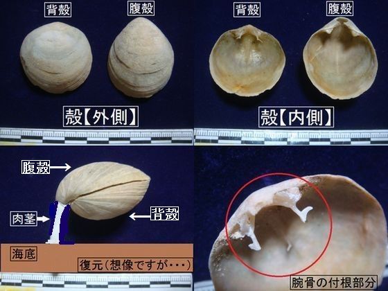 腕足動物