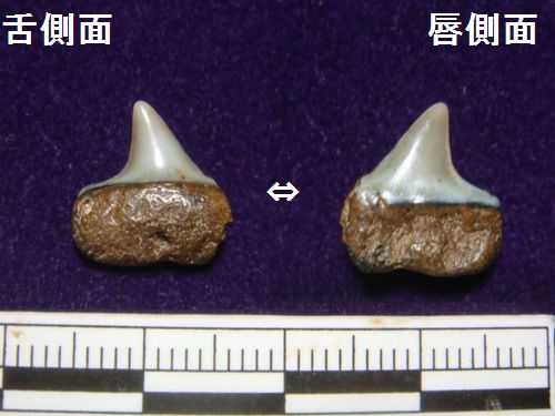 二ツ沼の化石 サメの歯 ③ : 茨城県化石工房