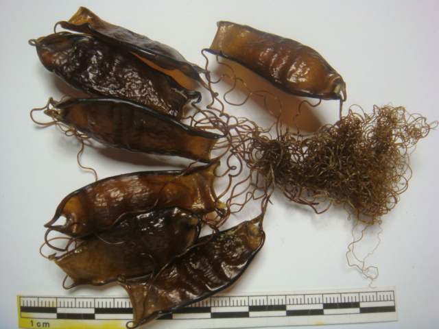 サメ エイの卵殻 茨城県化石工房 サメ エイの卵殻 茨城県化石工房