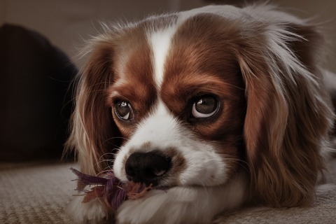 3cavalier-king-charles-spaniel-g206320802_1920