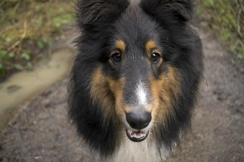 3dog-ge45ae696a_1280