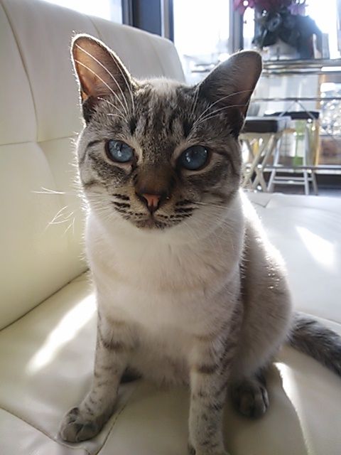 かっと専門美容室ありあ 鹿嶋市アロマ カラーセラピストubud ウブド のblog かっと専門美容室ありあ 鹿嶋市アロマ カラーセラピストubud ウブド のblog