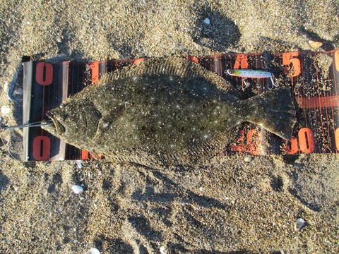 2024.1.13._52cm