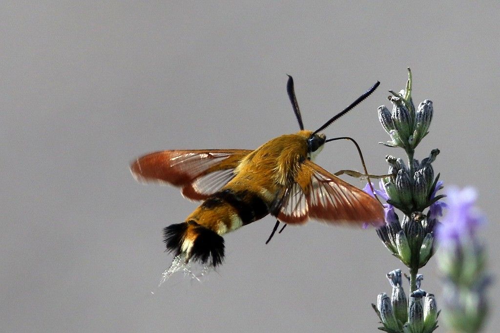 ようこそ軽井沢へ スキバホウジャク