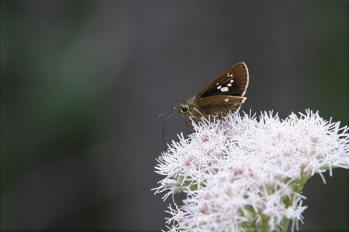 s-6Z7I9111オオチャバネセセリ