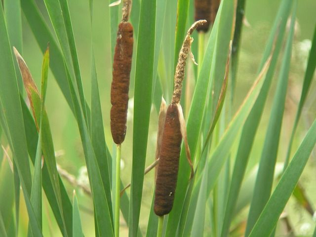 ようこそ軽井沢へ! : ガマ