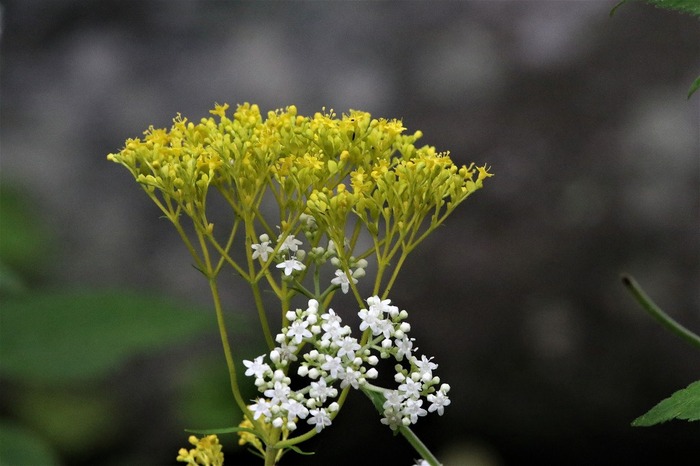 ようこそ軽井沢へ 軽井沢周辺の植物図鑑