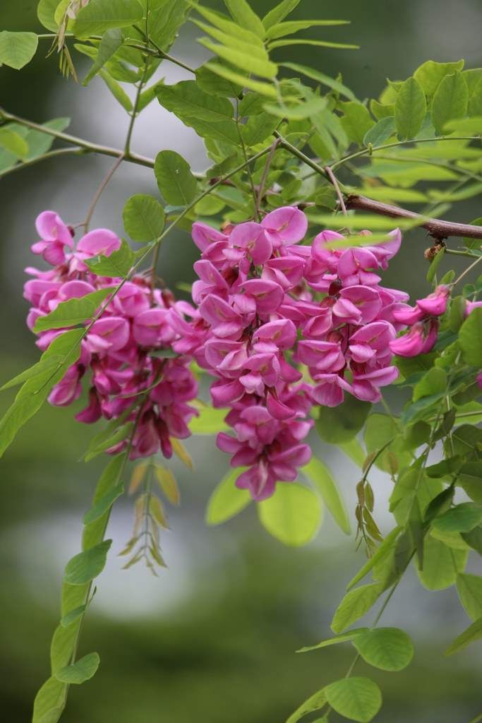 ようこそ軽井沢へ 赤 白 黄色 アカシア