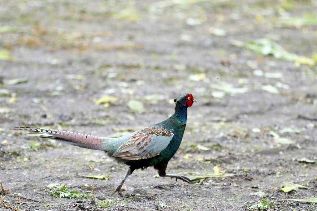 ようこそ軽井沢へ 走る走る俺たち