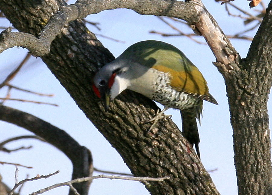 ようこそ軽井沢へ キツツキの仲間