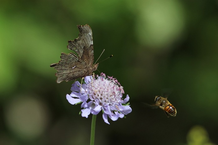 s-7I3A4880シータテハとハナアブ