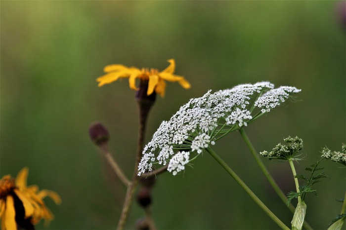 s-7I3A4690シラネセンキュウ