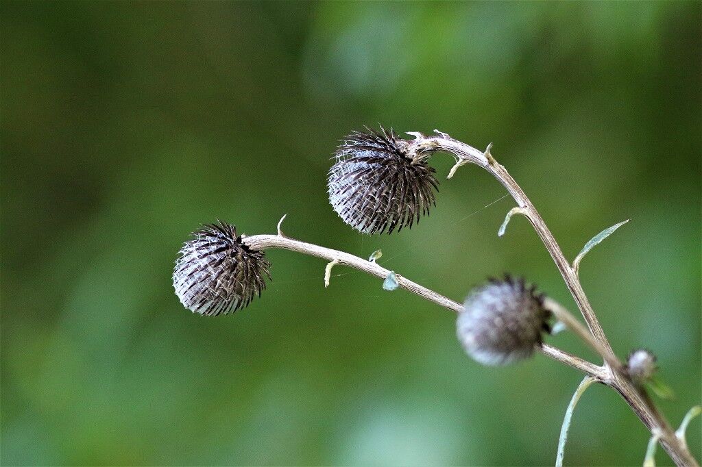 ようこそ軽井沢へ 軽井沢周辺の植物図鑑