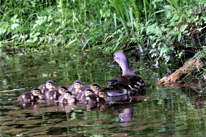 s-6Z7I8868 - コピー