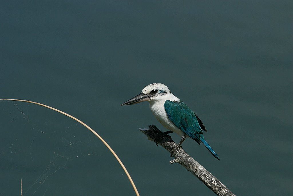 ようこそ軽井沢へ サイパンの野鳥 ナンヨウショウビン Collared Kingfisher ようこそ軽井沢へ サイパンの野鳥 ナンヨウショウビン Collared Kingfisher