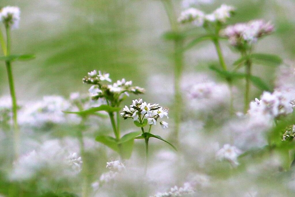 ようこそ軽井沢へ 軽井沢周辺の植物図鑑