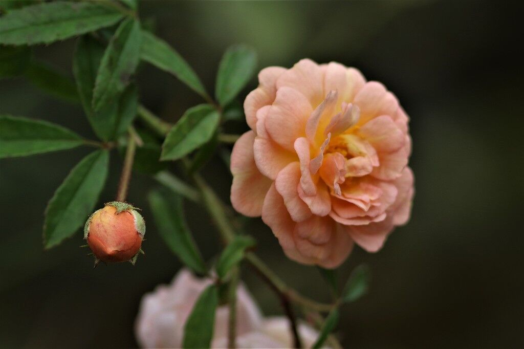 ようこそ軽井沢へ 薔薇 ようこそ軽井沢へ 薔薇