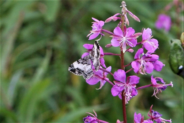 s-6Z7I9201シロシタオビエダシャク