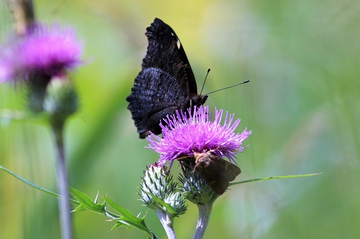 s-7I3A4627ジャノメチョウ