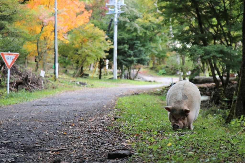 ようこそ軽井沢へ 高峰高原の紅葉 ようこそ軽井沢へ 高峰高原の紅葉